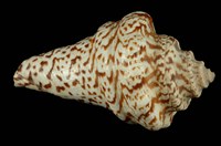 藏品(水字螺)的圖片